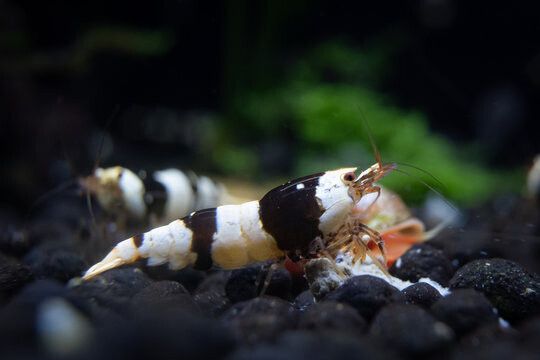 Pure Black Line (A-S Grade) - 5pk - Shrimp Envy