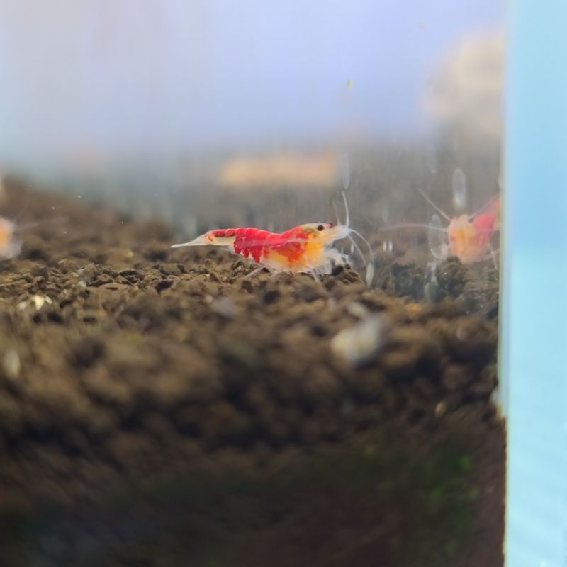 Golden Calceo - 5pk - Shrimp Envy