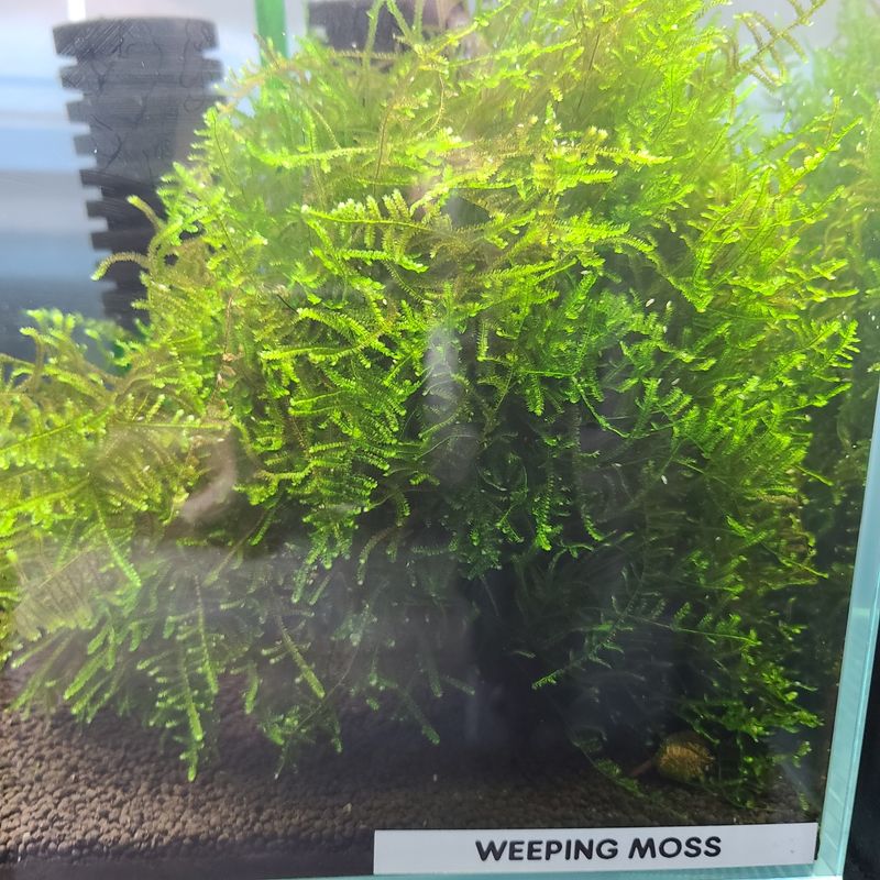 Weeping Moss - Shrimp Envy