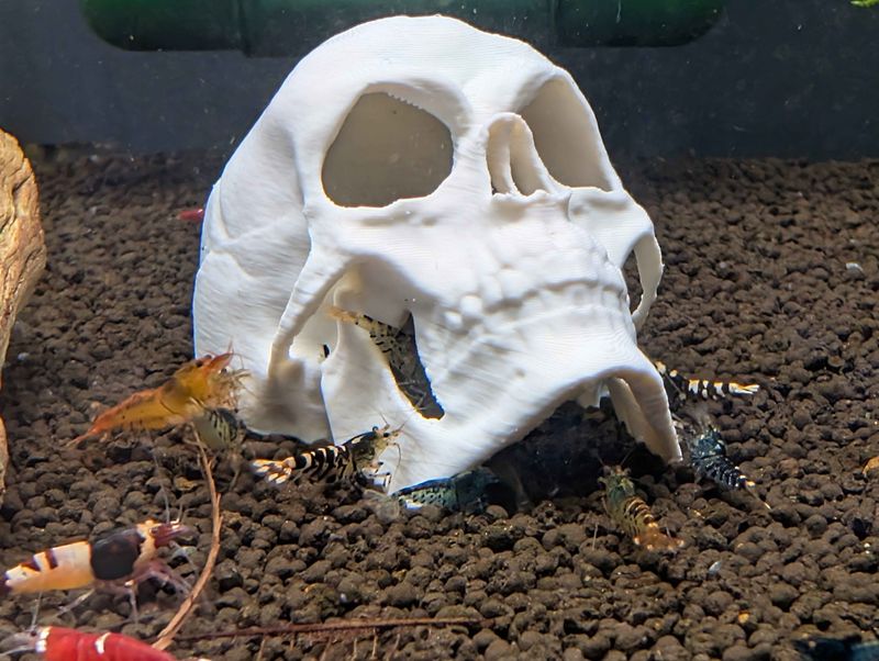 Human Skull Aquarium Decor &amp; Hide - Scales of Valhalla