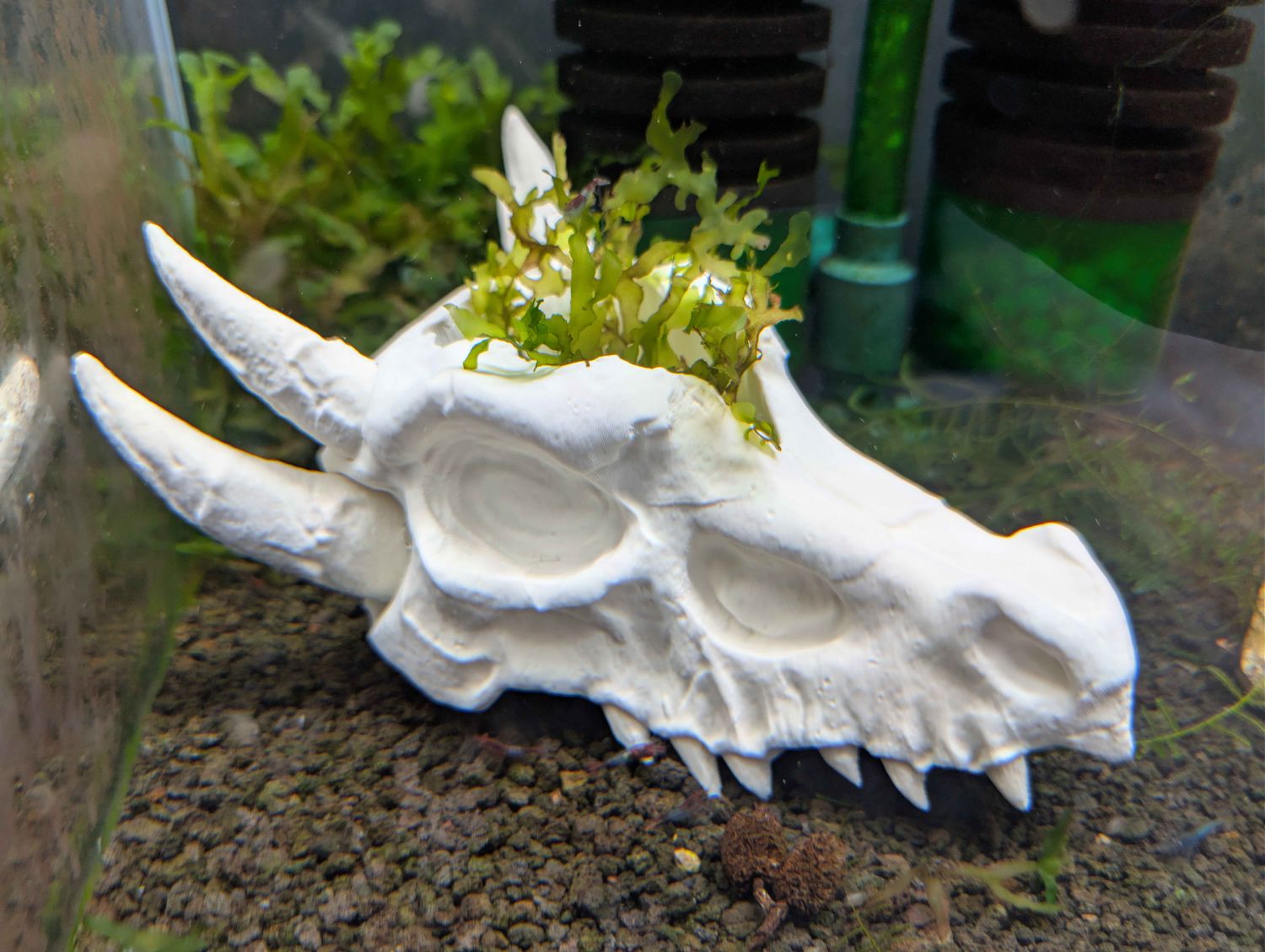 Dragon Skull Aquarium Decor Hide &amp; Cave - Scales of Valhalla