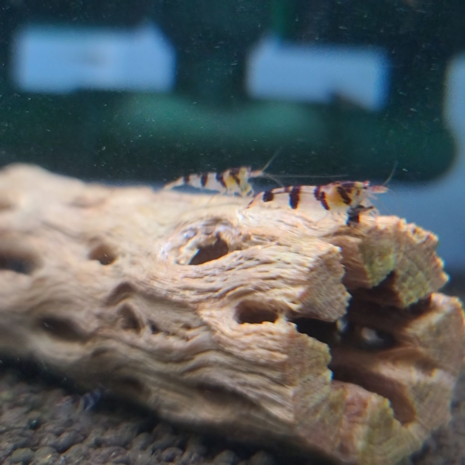 Racoon Tigers - 5pk - Shrimp Envy