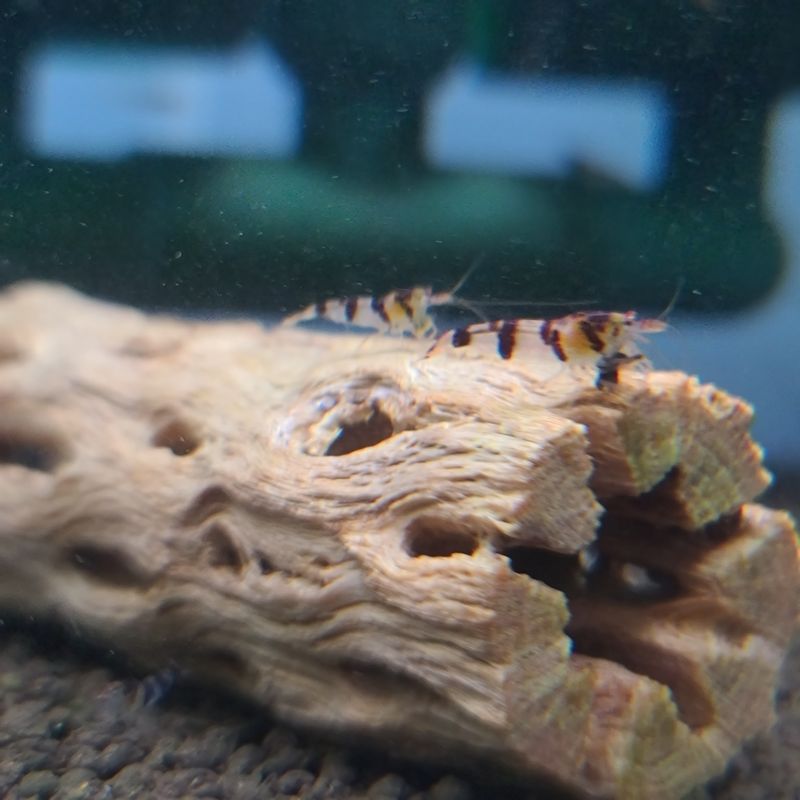 Racoon Tigers - 5pk - Shrimp Envy