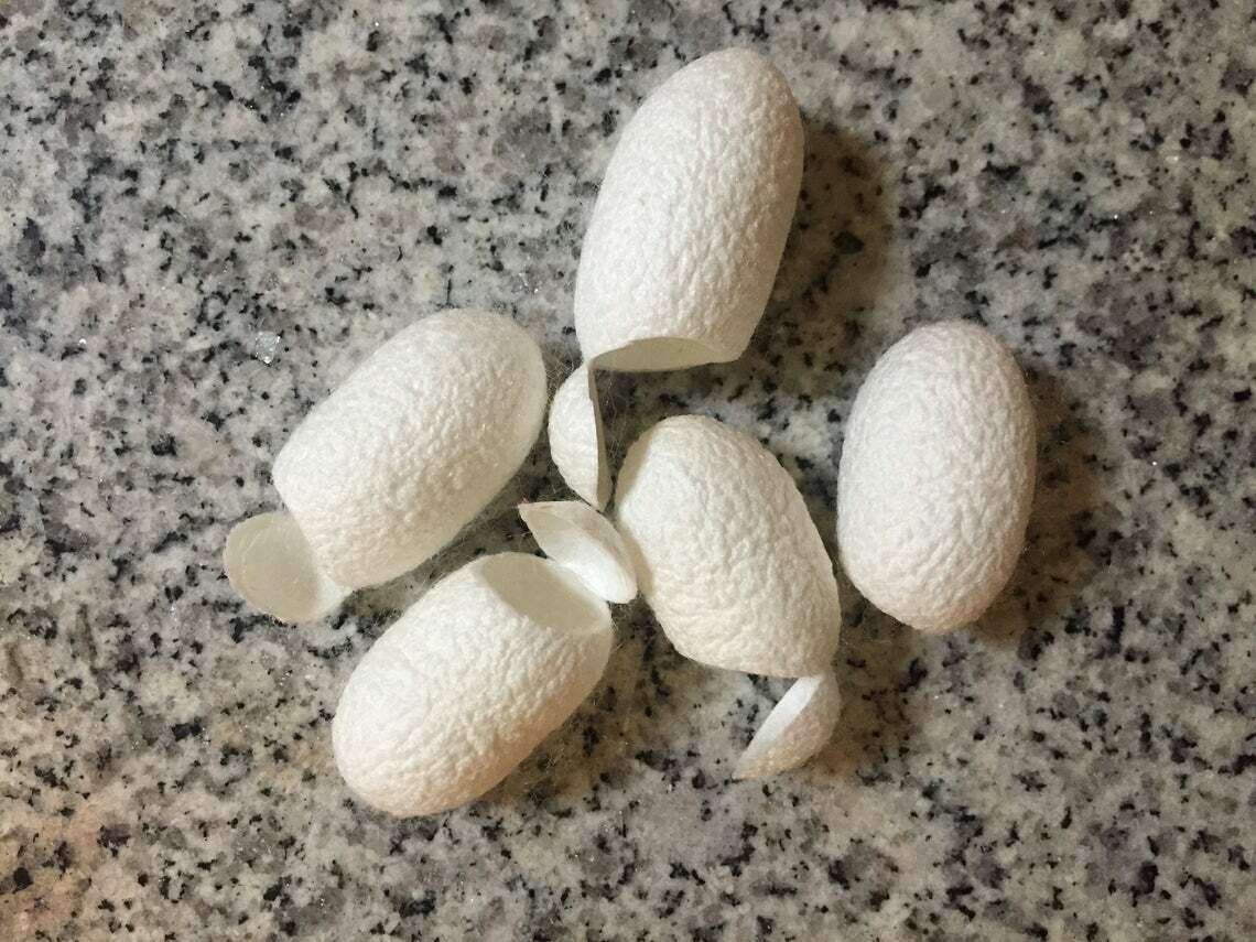 Spa Cocoons | Silk for Facial Massage | Serecin Face Massage | Exfoliating | Cocoons for Spinning | 