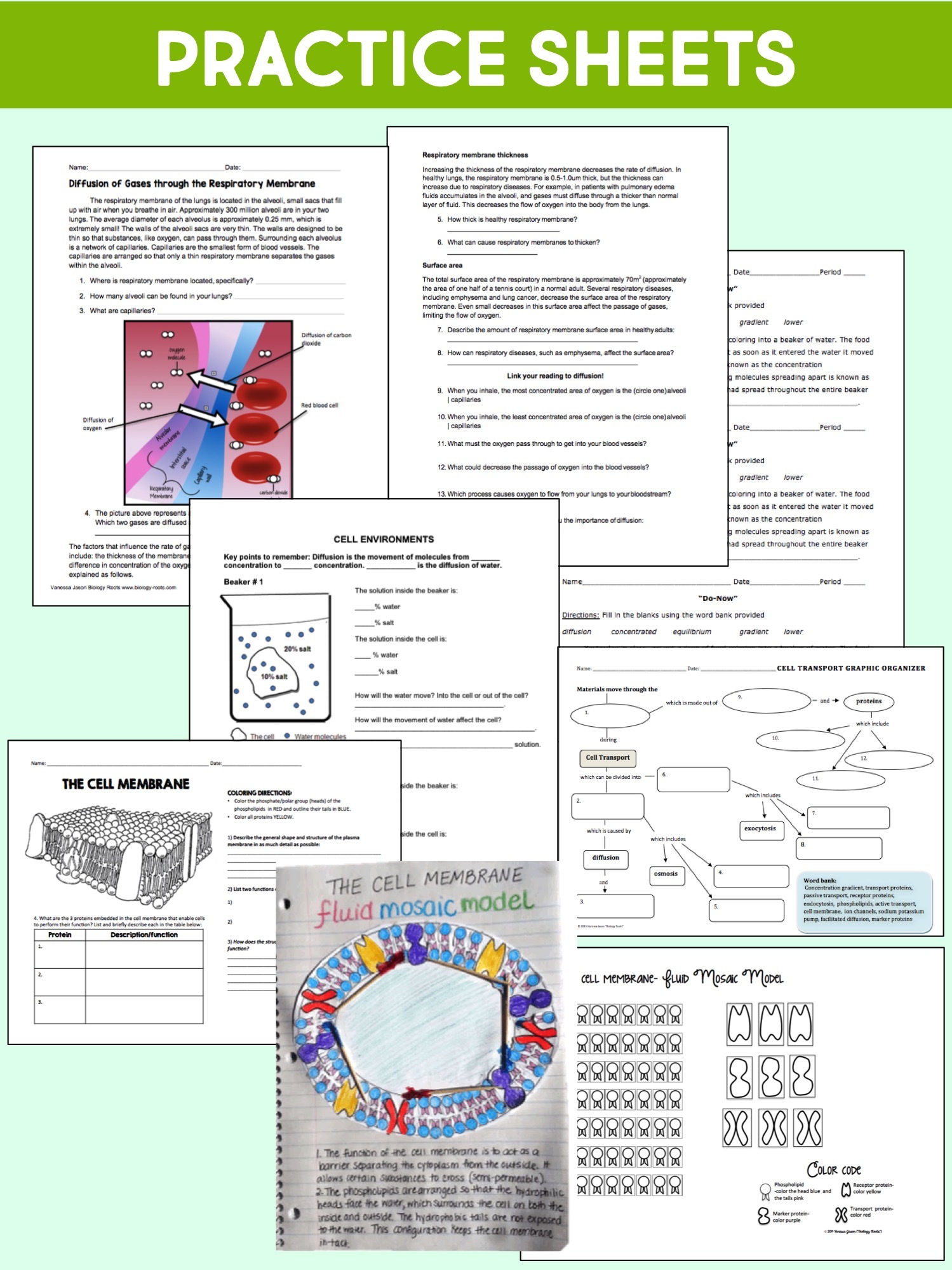 Cell Transport Unit Plan- supports digital - Store - Biology Roots Within 7 3 Cell Transport Worksheet Answers%
