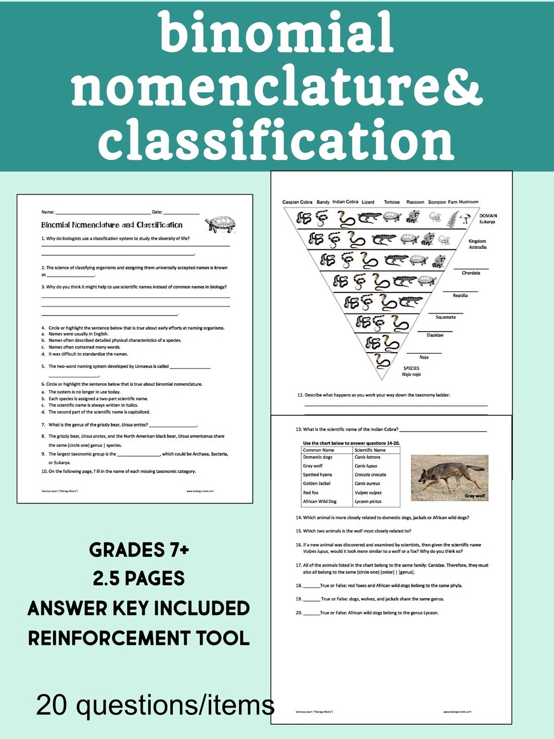 Scientific Classification Worksheet: Binomial Nomenclature, image size:1125x1500