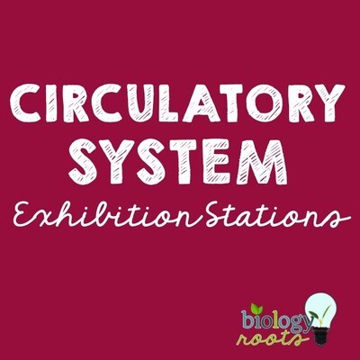 Circulatory System Exhibition Stations Bundle