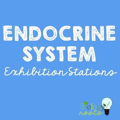 Endocrine System Exhibition Stations