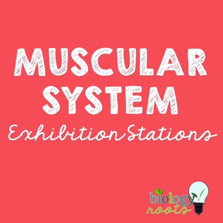 Muscular System Exhibition Stations
