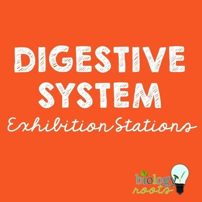 Digestive System Exhibition Stations