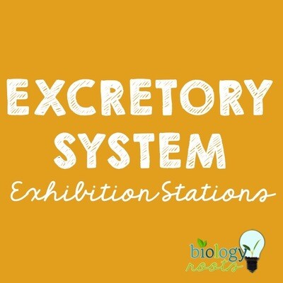 Excretory System Exhibition Stations Bundle