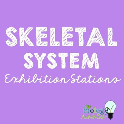 Skeletal System Exhibition Stations Bundle