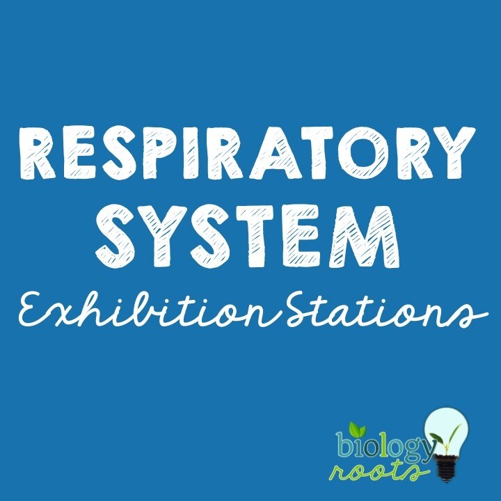 Respiratory System Exhibition Stations Bundle