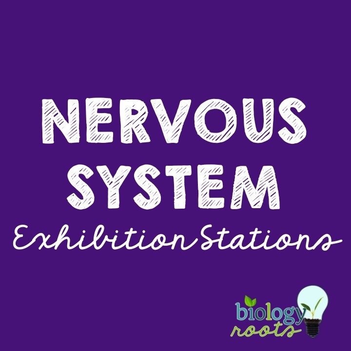 Nervous System Exhibition Stations Bundle