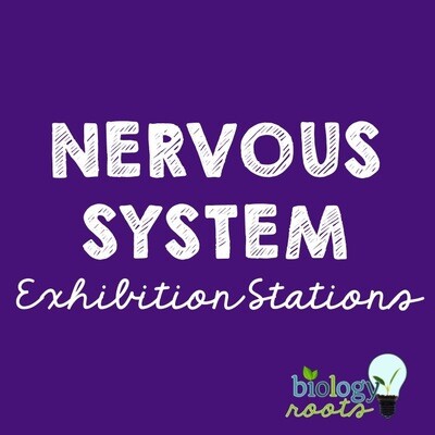 Nervous System Exhibition Stations Bundle