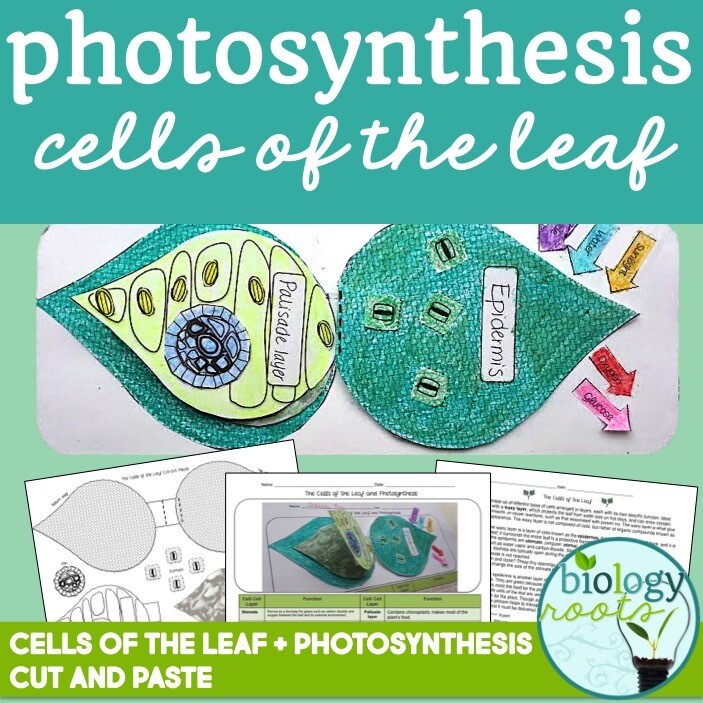 Photosynthesis Cells of the Leaf Model