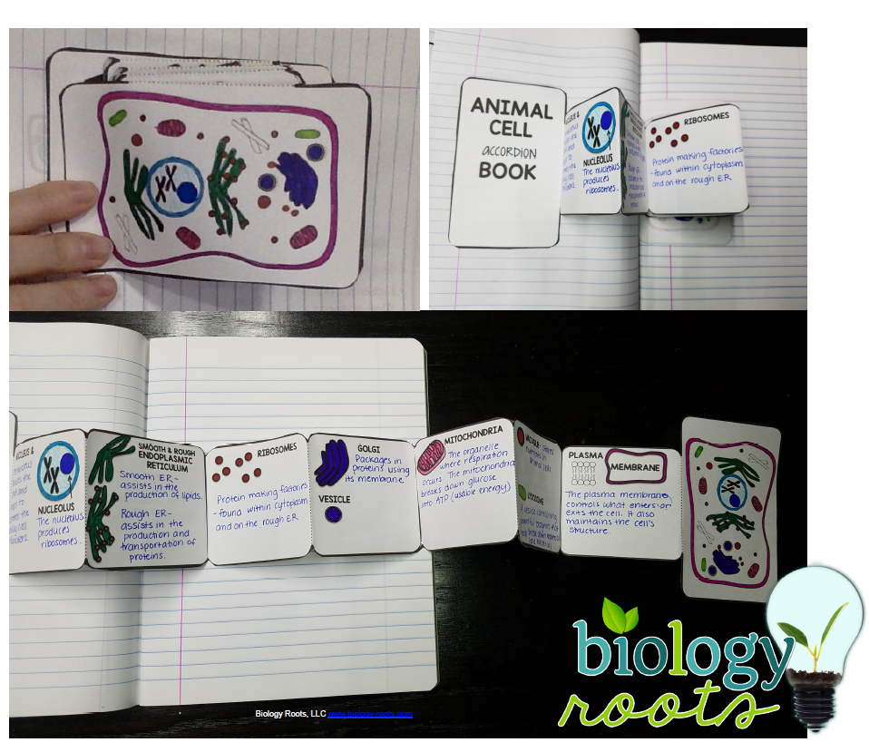 Cells Interactive Notebook - Store - Biology Roots