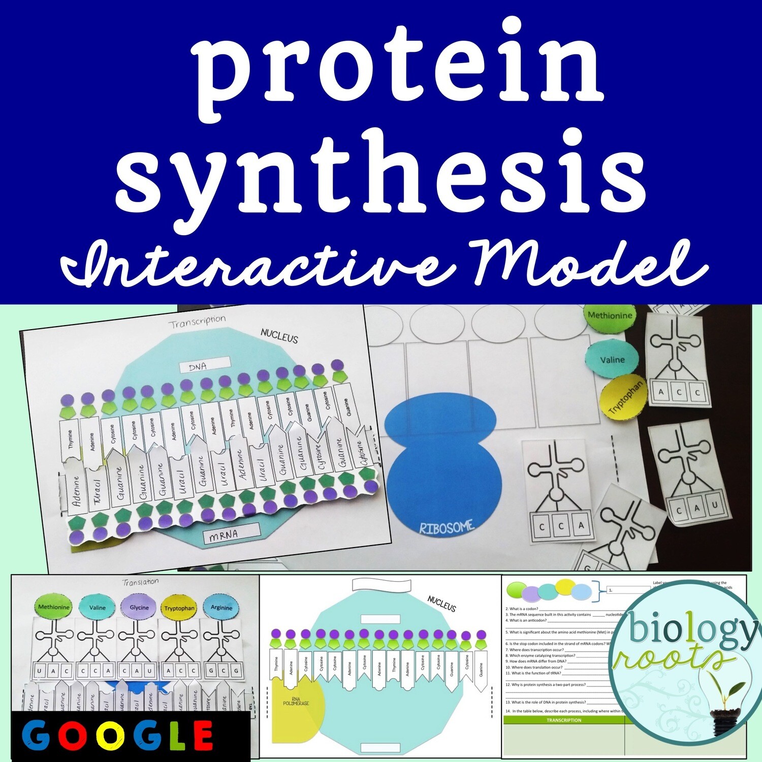 Protein Synthesis Model