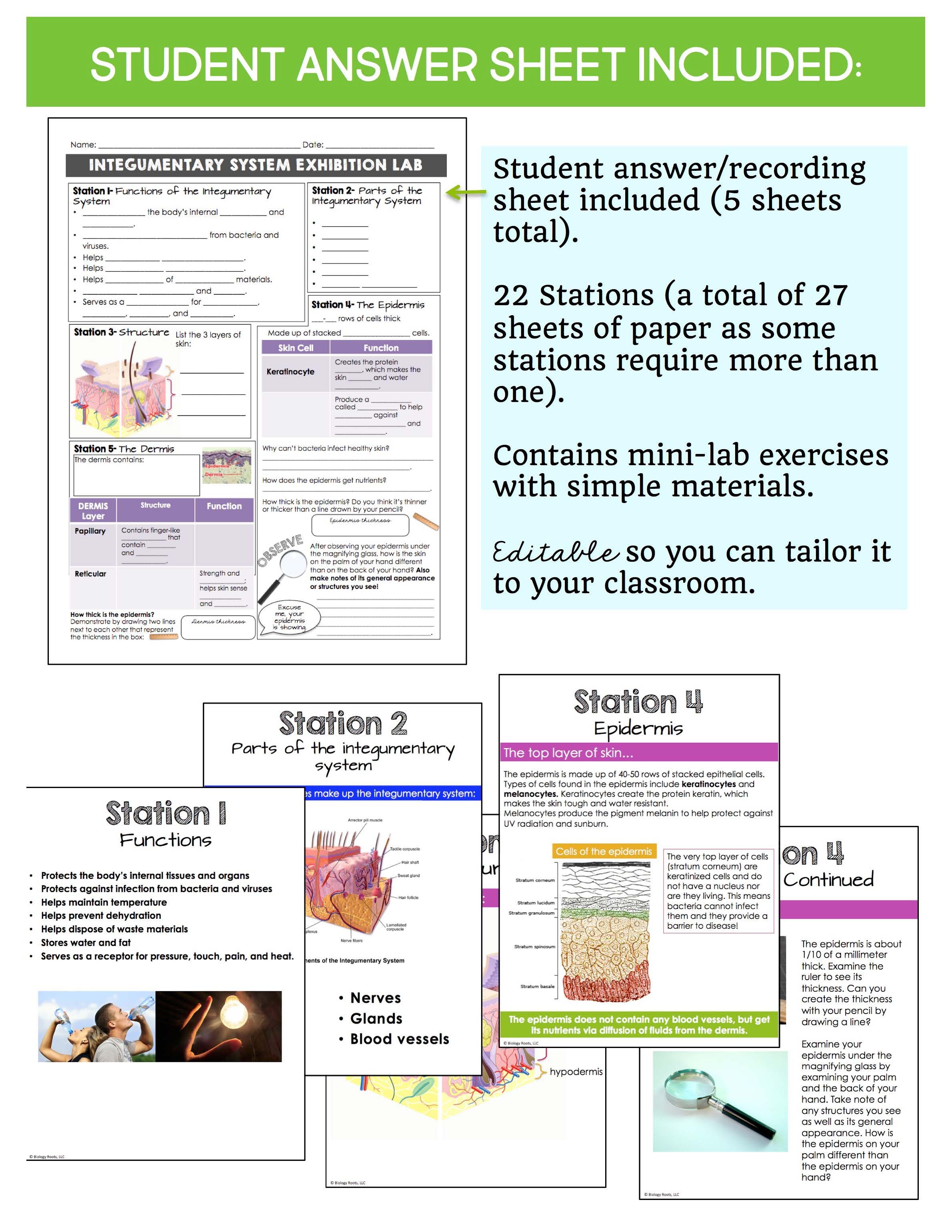 Integumentary System - Store - Biology Roots
