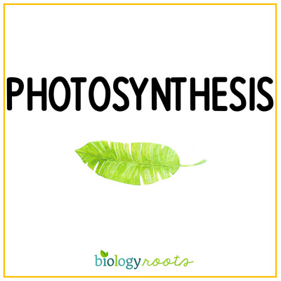Photosynthesis