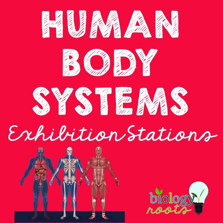 Body Systems Exhibition Stations Bundle - 11 Body Systems