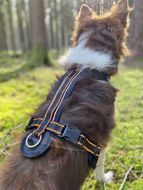 Arctic Wolf Adventure Harness - Hundegeschirr Arctic Wolf Adventure Harness - Hundegeschirr