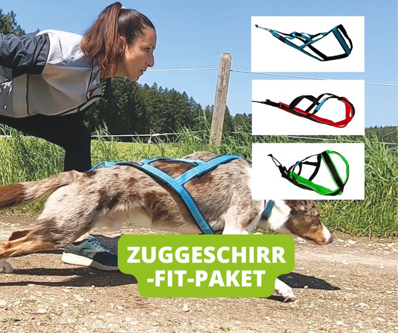 Zuggeschirr-Fit-Paket – professionell das passende Zuggeschirr finden