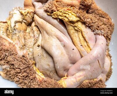 ABOMASUM