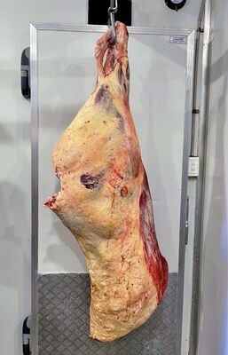 HIND QUARTER