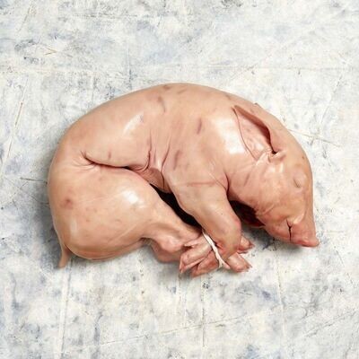COCHINILLO