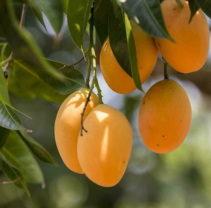 Puspita Nursery Live All-Time Mango Plant For Round the Year Sweet Big Size Fruit