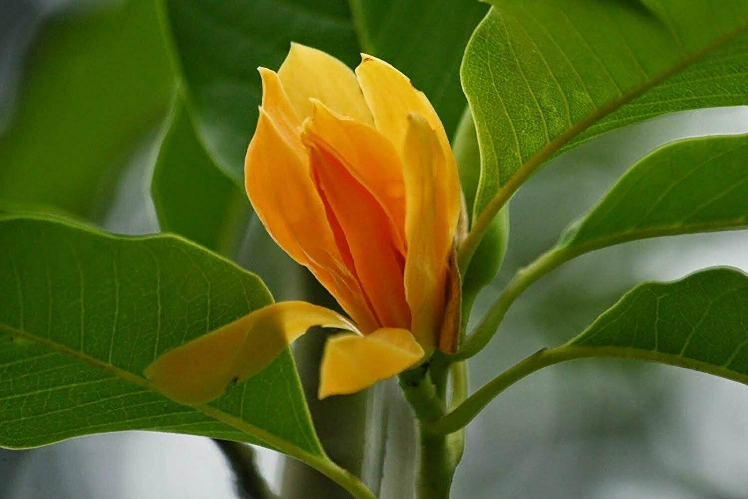 Puspita Nursery Hirwa Chafa flowering plant Son Champa Plant