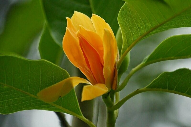 Puspita Nursery Hirwa Chafa flowering plant Son Champa Plant