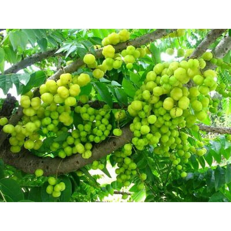 Puspita Nursery Grafted Amla Indian Gooseberry Phyllanthus Emblica Nelli Amlika Usiri Live Plant Fresh &amp; Healthy