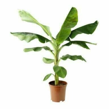 Puspita Nursery Live Assam Banana Malbhog Variety Healthy &amp; Fresh