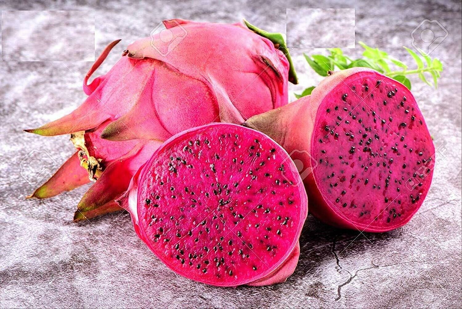 Puspita Nursery Indian Variety Dragon Fruit Dwarf Live Plant with Polly Bag (6&quot; -10&quot; in Size)