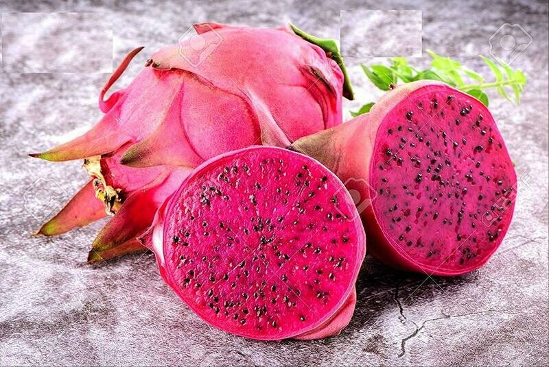 Puspita Nursery Indian Variety Dragon Fruit Dwarf Live Plant with Polly Bag (6&quot; -10&quot; in Size)