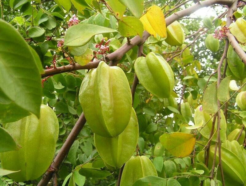 Puspita Nursery Live Plant Star Fruit Kamrakh Ornamental Foliage Home Garden Plant(1 Healthy Live Plant)