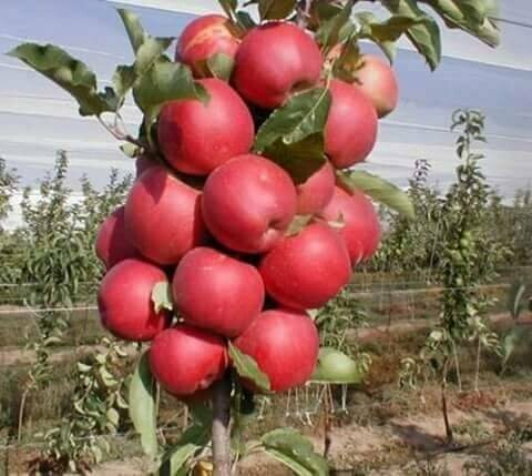 Puspita_Nursery Kashmiri Apple Ber fruit known as the Indian jujube or Chinese date, Sweet, Crispy &amp; Juicy