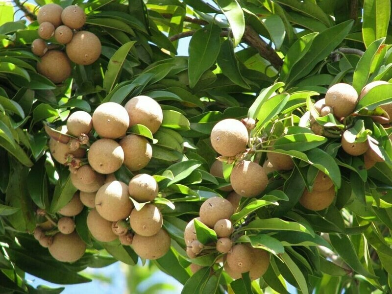 Puspita Nursery Rare Grafted Chikoo (Chiku) or Sapota Hybrid Variety Live Plant