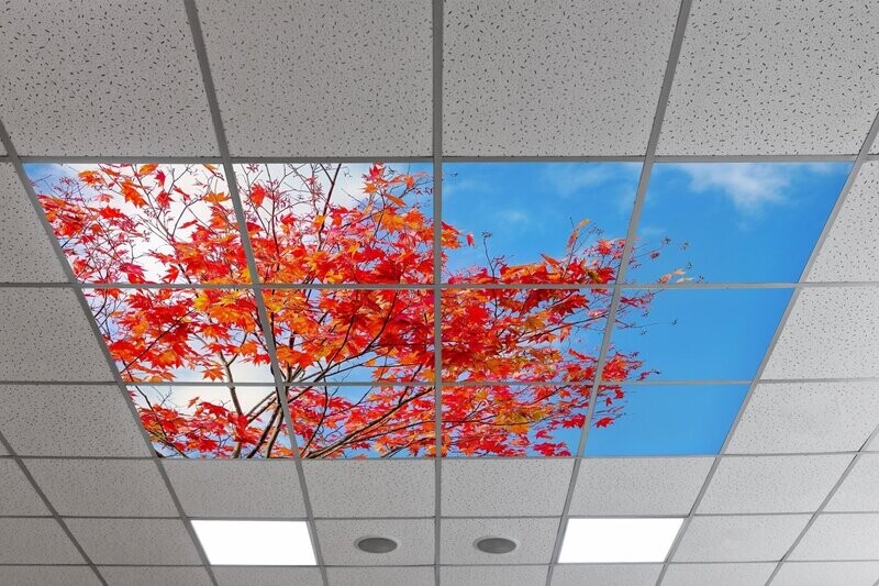 Sky Trees & Flowers LED Ceiling Panels STF4 - Blue Sky with Maple Tree in Autumn