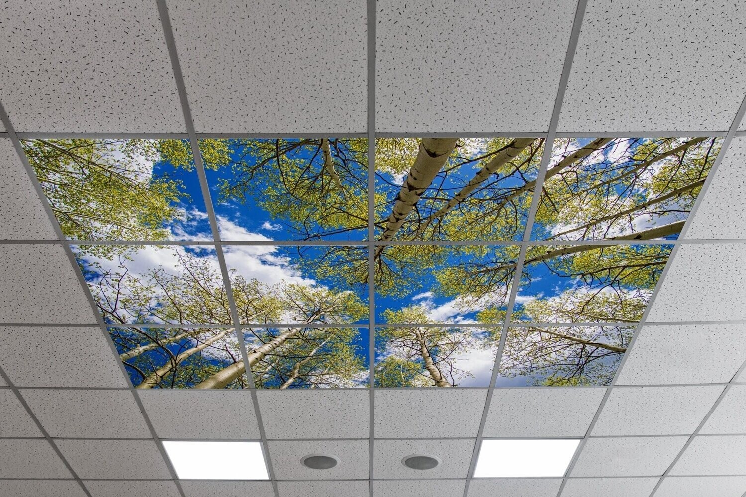 Sky Trees & Flowers LED Ceiling Panels STF7 - Cloudy Sky with Aspen Trees