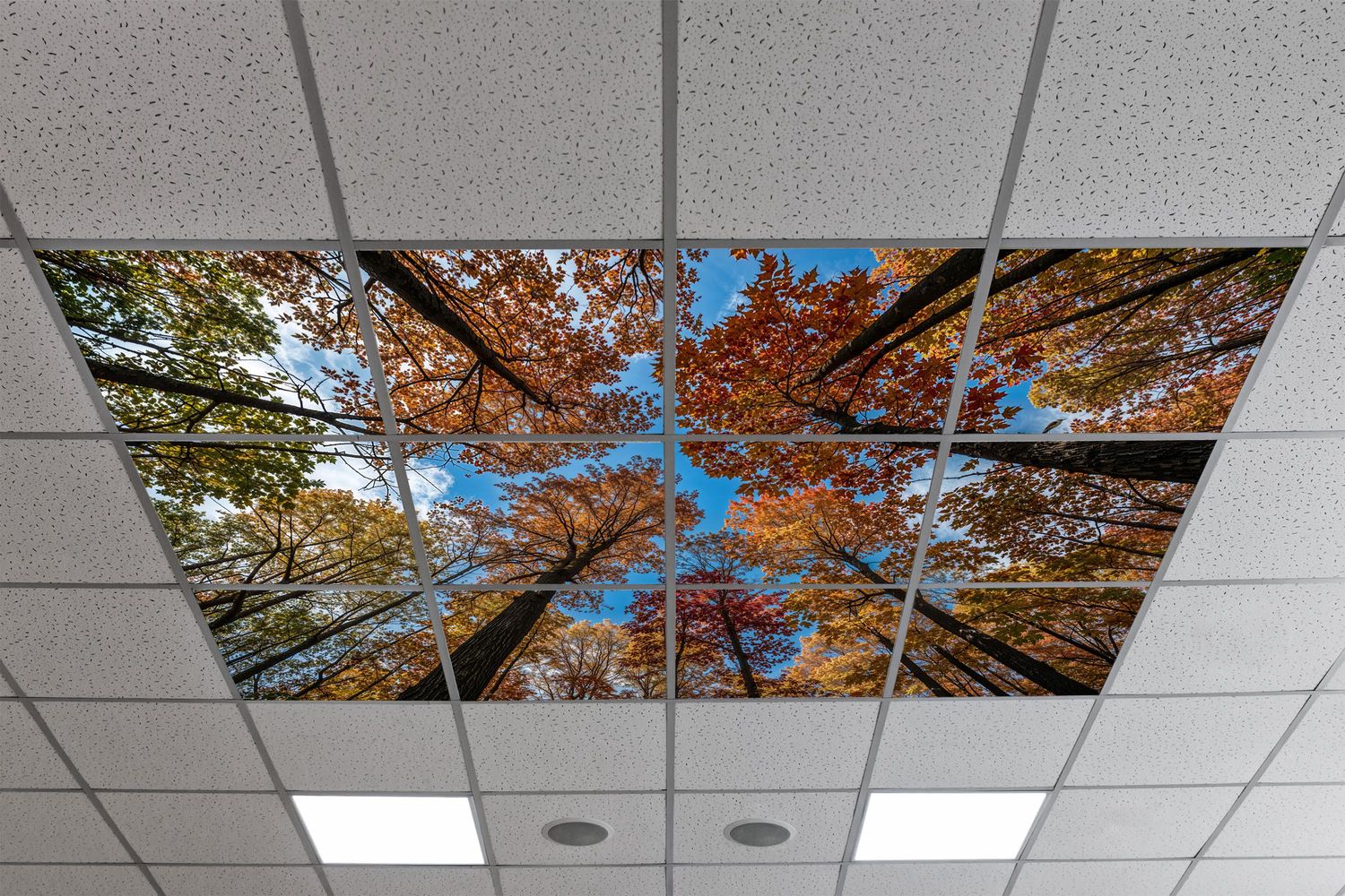 Sky Trees Flowers LED Ceiling Light Panels - Autumn Canopy Skyview - 600x600