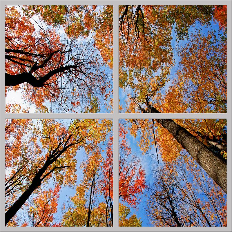 Sky Trees Flowers LED Ceiling Light Panels - Autumn Forest Canopy - 600x600