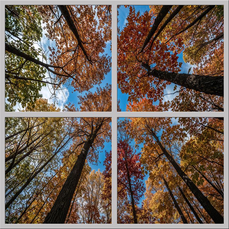 Sky Trees Flowers LED Ceiling Light Panels - Autumn Canopy Skyview - 600x600