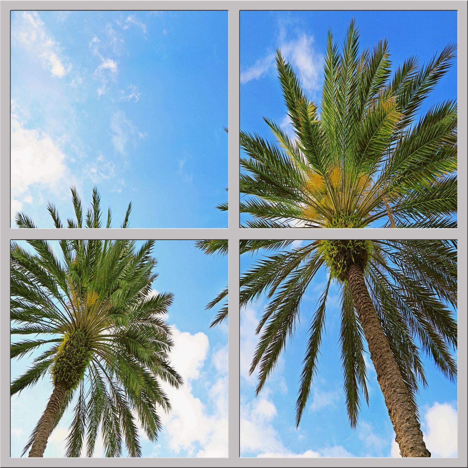 Sky Tropical Trees LED Ceiling Light Panels - Palm Canopy - 600x600 Sky Tropical Trees LED Ceiling Light Panels - Palm Canopy - 600x600