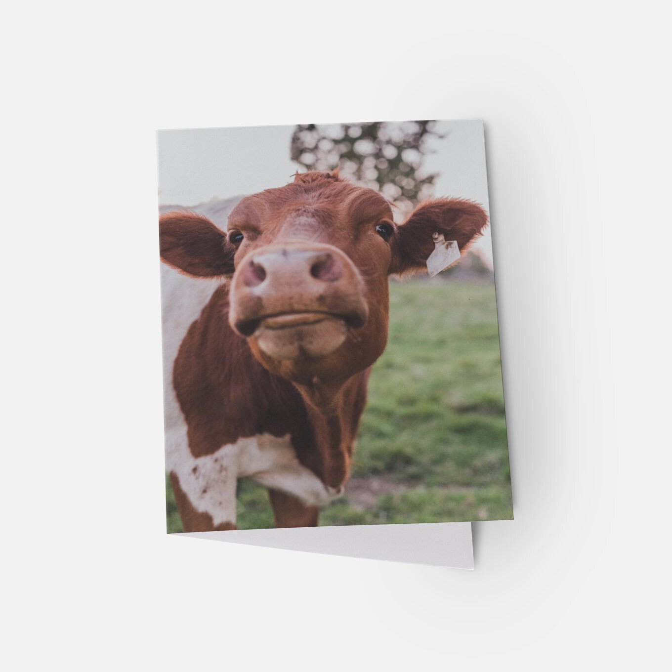 Greeting Cards - Cow Collection