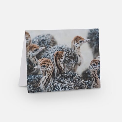 Greeting Card - Baby Animal Collection