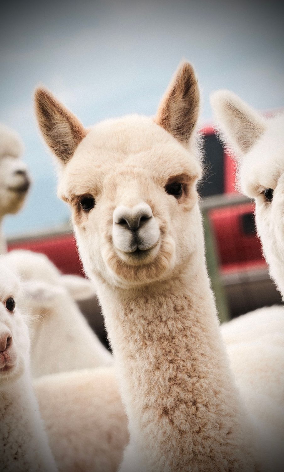 Alpaca Picnic RAFFLE tickets  (Bundle of 10 + bonus ticket)