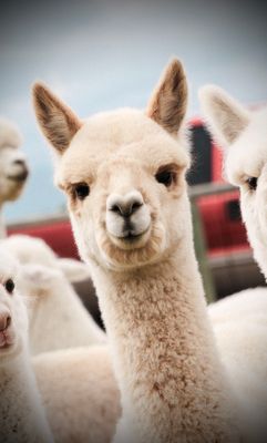 Alpaca Picnic RAFFLE tickets  (Bundle of 10 + bonus ticket)